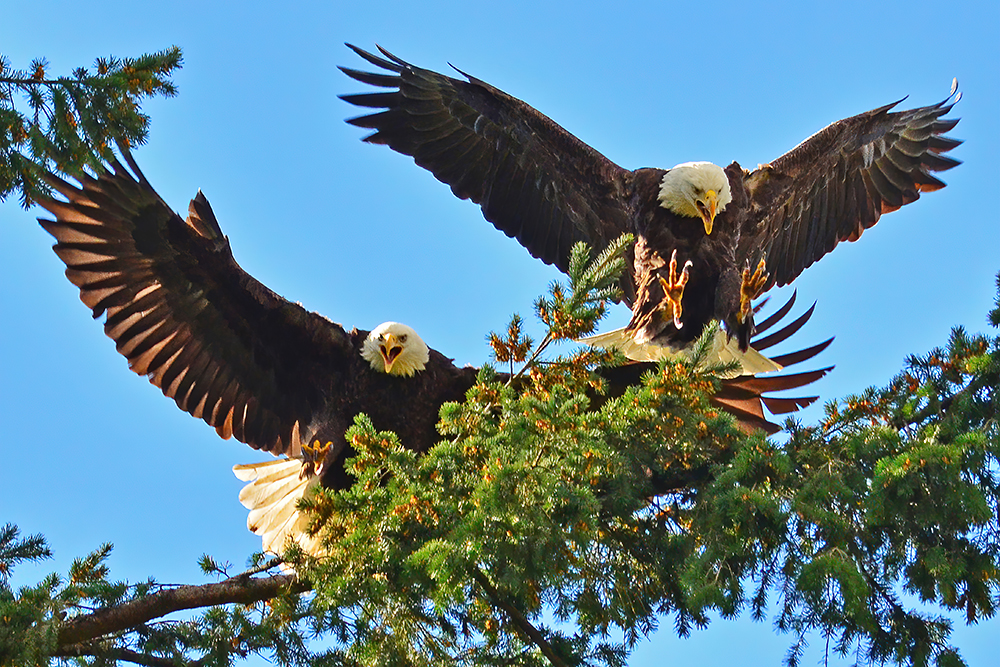 double-landing-nesting-eagles-1200.jpg