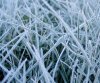 frosted grass inc.jpg