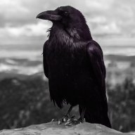 Purple Crow