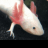 Ethan_the_axolotl