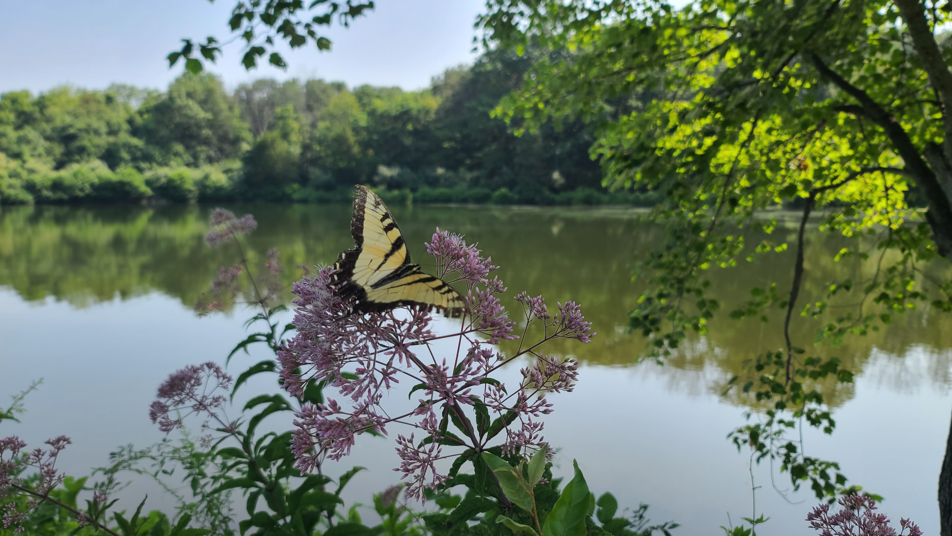 Butterfly in New Jersey